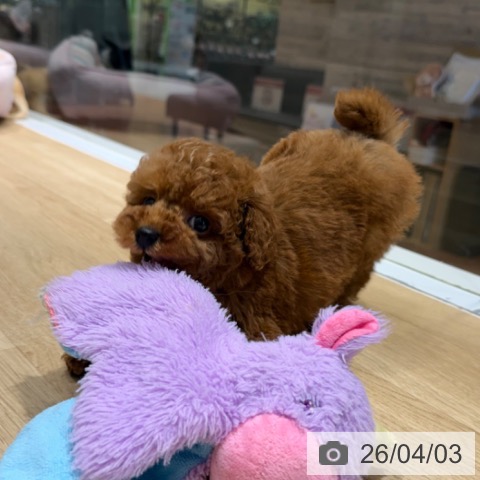 トイ・プードルの写真