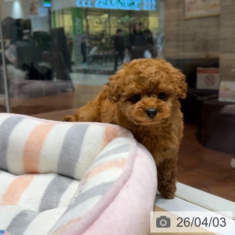 トイ・プードルの写真