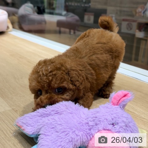 トイ・プードルの写真