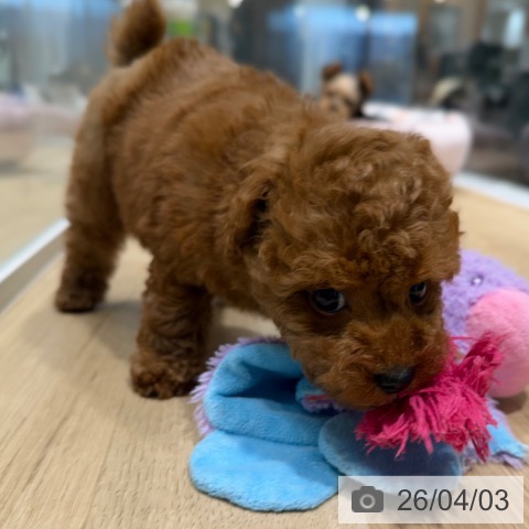 トイ・プードルの写真