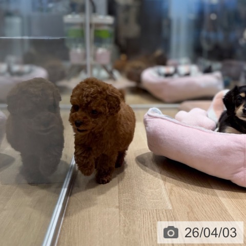 トイ・プードルの写真