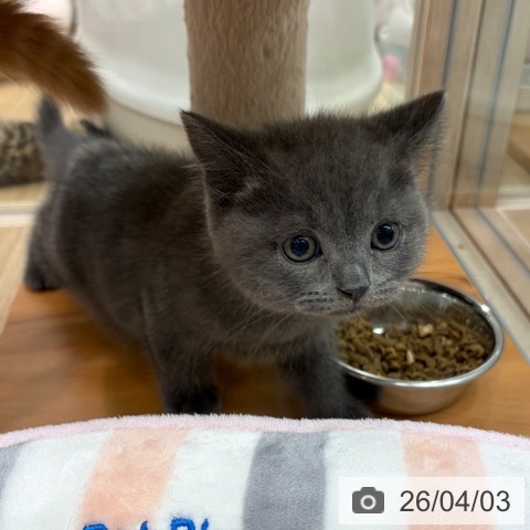 ブリティッシュショートヘアの写真