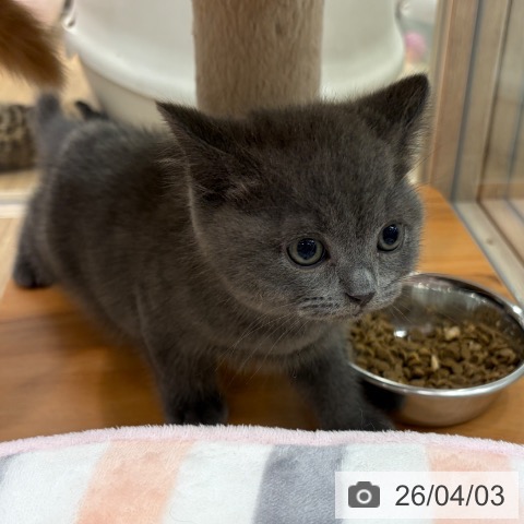 ブリティッシュショートヘアの写真