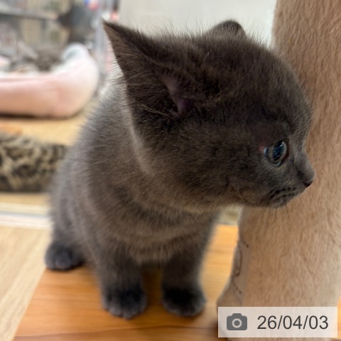 ブリティッシュショートヘアの写真