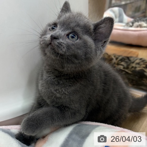 ブリティッシュショートヘアの写真