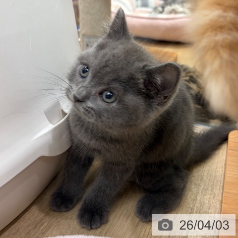 ブリティッシュショートヘアの写真