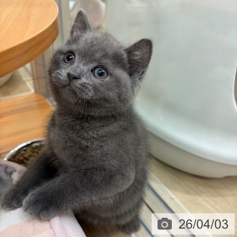 ブリティッシュショートヘアの写真