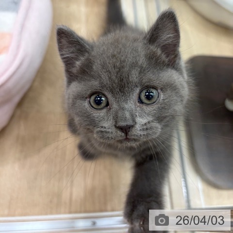 ブリティッシュショートヘアの写真