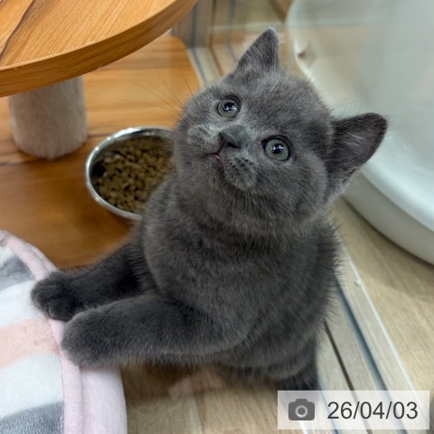 ブリティッシュショートヘアの写真