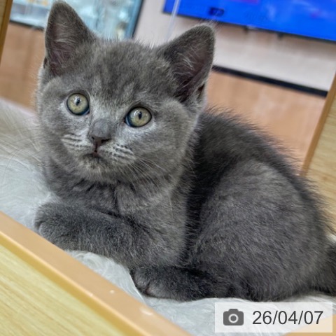 京都府のブリティッシュロングヘアー (ペットプラス 京都桂川店/2026年2月2日生まれ/女の子/ブルー)の子猫の4枚目の画像