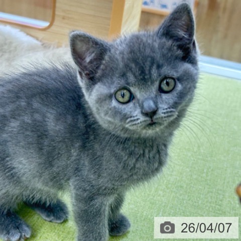 京都府のブリティッシュロングヘアー (ペットプラス 京都桂川店/2026年2月2日生まれ/女の子/ブルー)の子猫の3枚目の画像