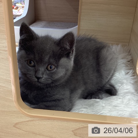 大阪府のブリティッシュロングヘアー (ペットプラス りんくう泉南店/2026年2月2日生まれ/女の子/ブルー)の子猫の4枚目の画像