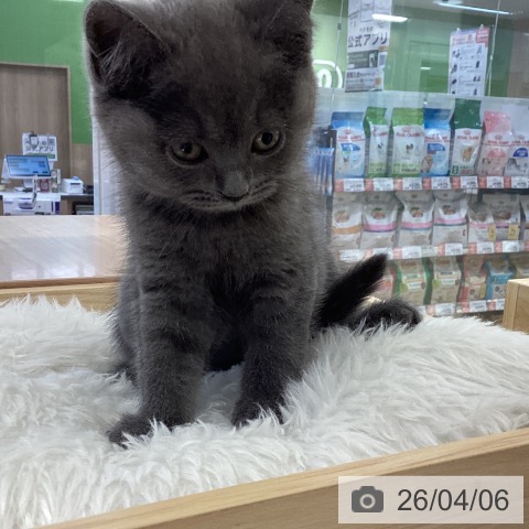 大阪府のブリティッシュロングヘアー (ペットプラス りんくう泉南店/2026年2月2日生まれ/女の子/ブルー)の子猫の3枚目の画像