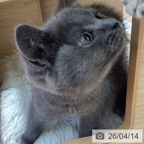 大阪府のブリティッシュロングヘアー (ペットプラス りんくう泉南店/2026年2月2日生まれ/女の子/ブルー)の子猫の4枚目の画像