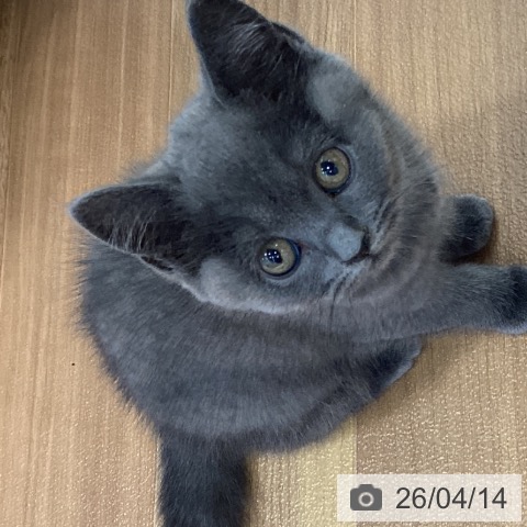 大阪府のブリティッシュロングヘアー (ペットプラス りんくう泉南店/2026年2月2日生まれ/女の子/ブルー)の子猫の3枚目の画像