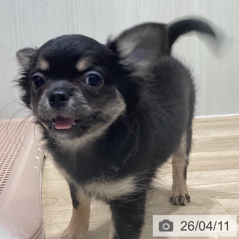 宮城県のチワワ(ロング) (ペットプラス 仙台泉大沢店/2026年1月30日生まれ/女の子/ブラックタン)の子犬の4枚目の画像