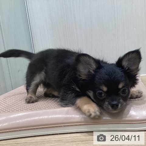 宮城県のチワワ(ロング) (ペットプラス 仙台泉大沢店/2026年1月30日生まれ/女の子/ブラックタン)の子犬の3枚目の画像