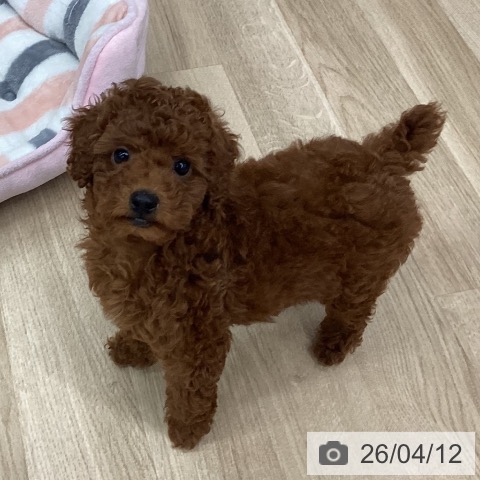 新潟県のトイプードル(トイ) (ペットプラス 新潟南店/2026年1月26日生まれ/女の子/レッドフォーン)の子犬の3枚目の画像