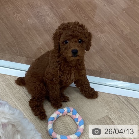 トイ・プードルの写真