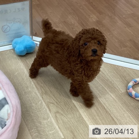 トイ・プードルの写真