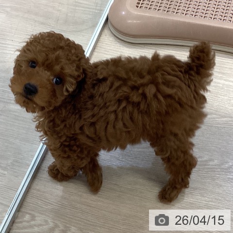 トイ・プードルの写真