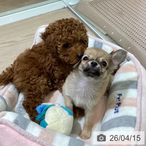 トイ・プードルの写真