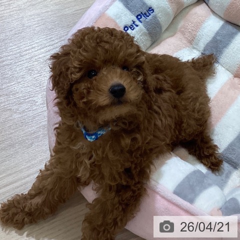 トイ・プードルの写真