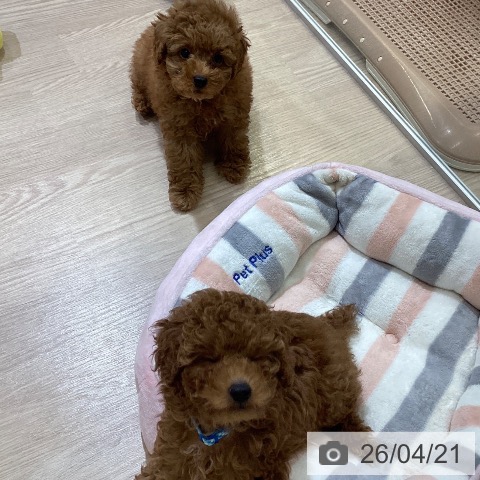 トイ・プードルの写真