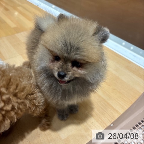 奈良県のポメラニアン (ペットプラス 大和郡山店/2026年1月30日生まれ/女の子/オレンジ)の子犬の4枚目の画像