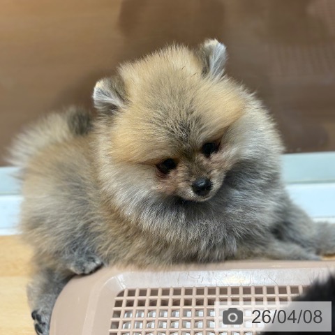 奈良県のポメラニアン (ペットプラス 大和郡山店/2026年1月30日生まれ/女の子/オレンジ)の子犬の3枚目の画像