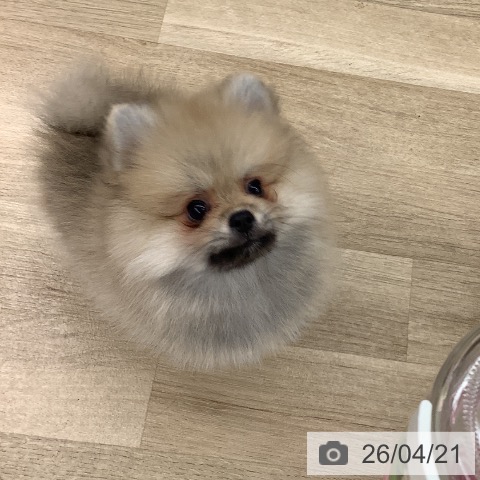 大阪府のポメラニアン (ペットプラス りんくう泉南店/2026年1月30日生まれ/女の子/オレンジ)の子犬の3枚目の画像