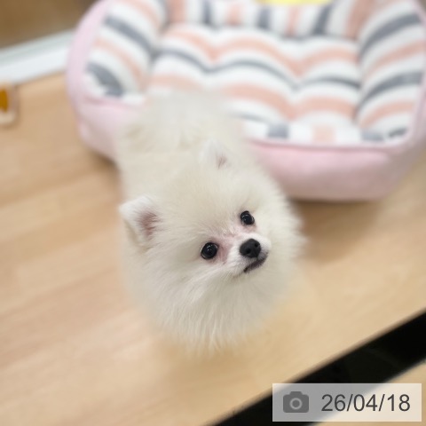 ポメラニアンの写真