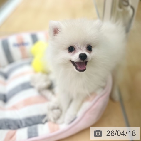 ポメラニアンの写真
