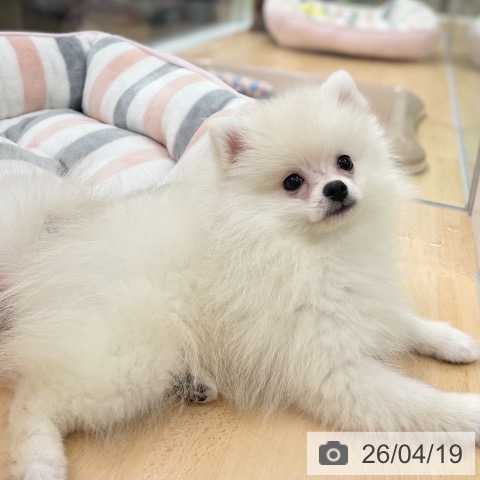 ポメラニアンの写真