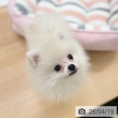 ポメラニアンの写真