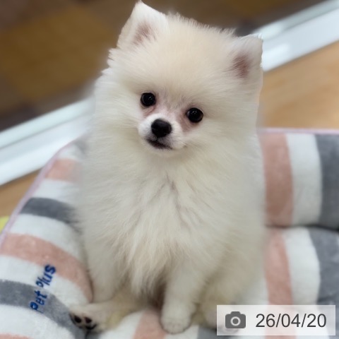ポメラニアンの写真