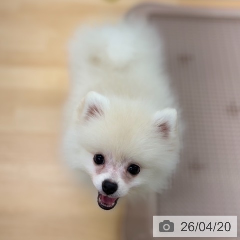 ポメラニアンの写真