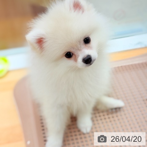 ポメラニアンの写真