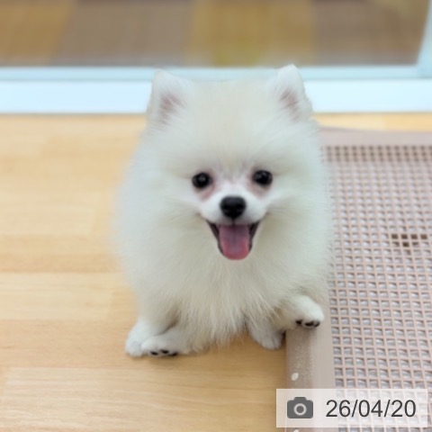 ポメラニアンの写真