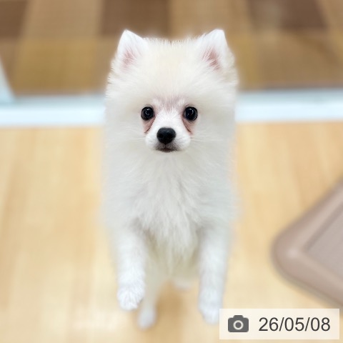ポメラニアンの写真