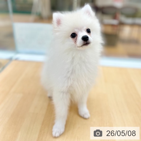 ポメラニアンの写真