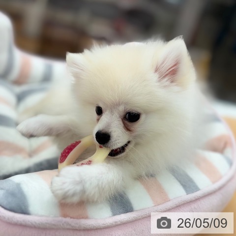 ポメラニアンの写真