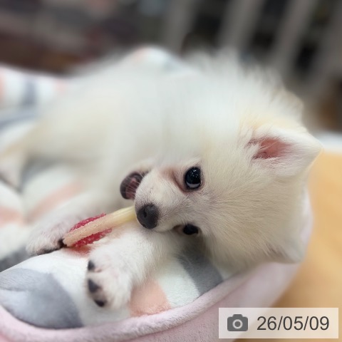 ポメラニアンの写真