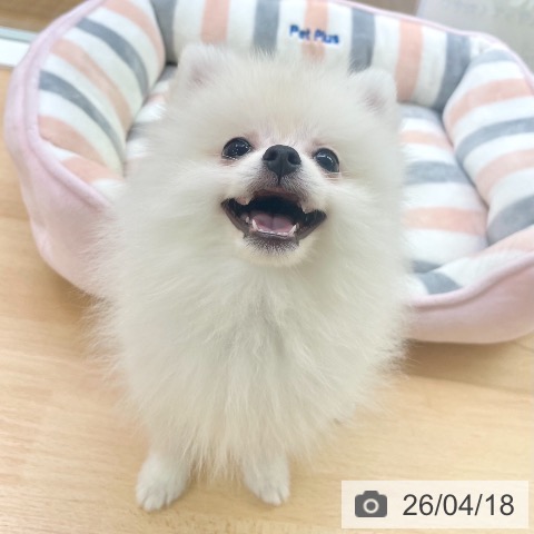 ポメラニアンの写真