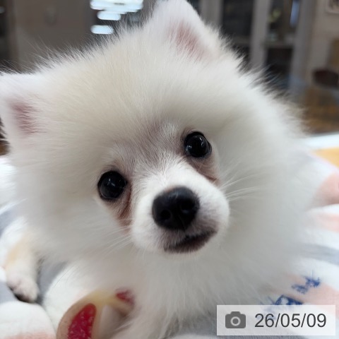 ポメラニアンの写真