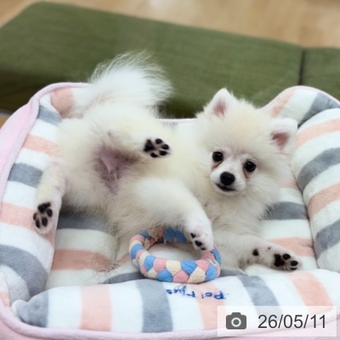 ポメラニアンの写真