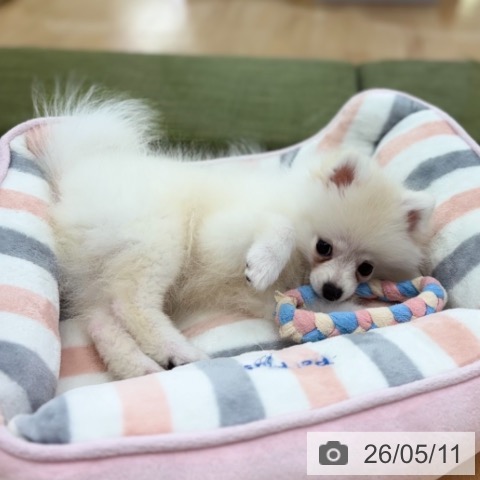 ポメラニアンの写真