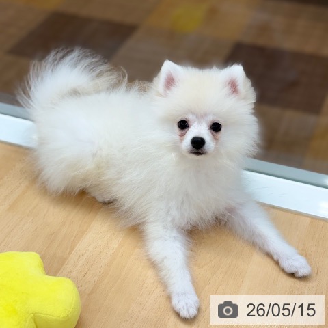 ポメラニアンの写真