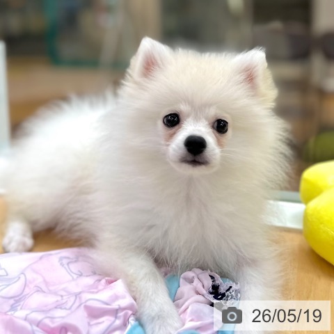 ポメラニアンの写真