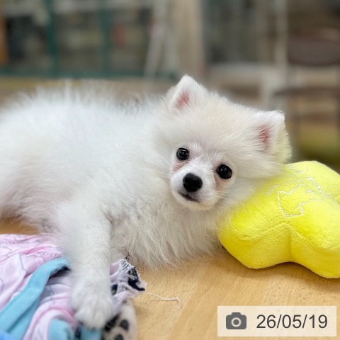 ポメラニアンの写真